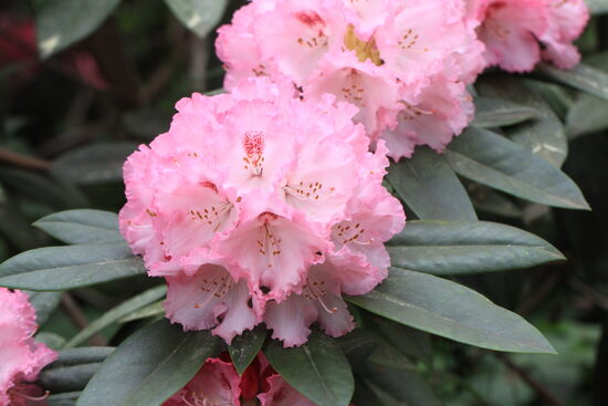 'Arabella'