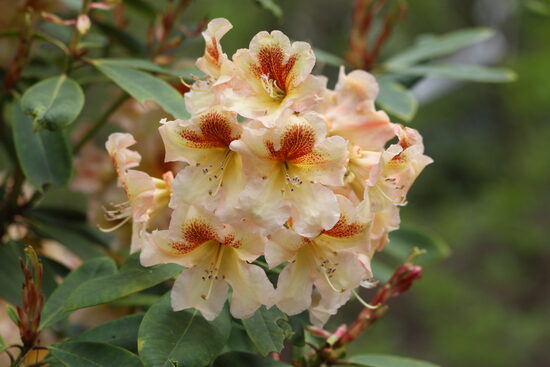 'Bernstein'