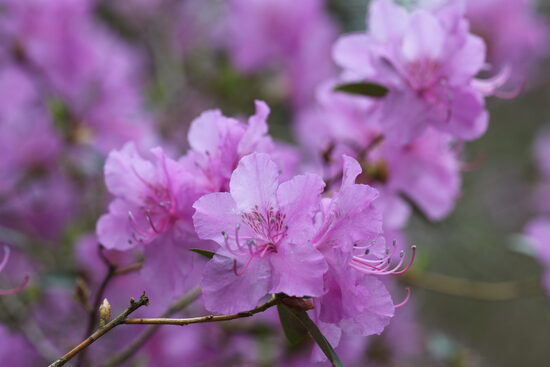 Rh. mucronulatum Smaillapu rododendrs