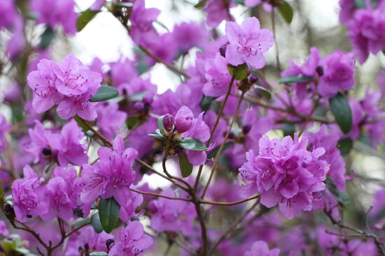 Rh. sichotense Sihotīnas rododendrs