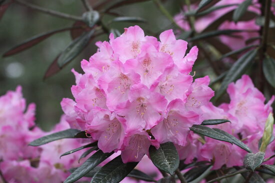 Rh. insigne Lieliskais rododendrs