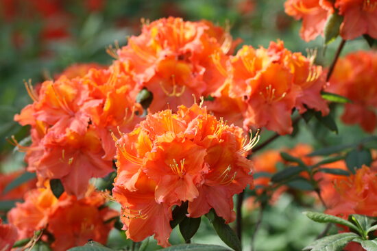 'Sandija'