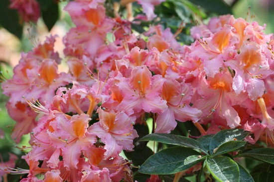 'Rundāle'