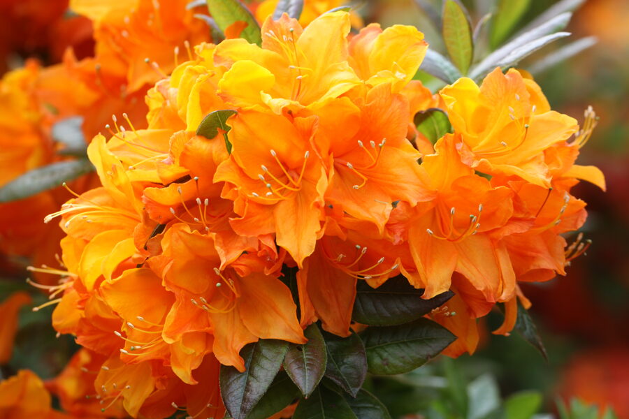 'Baiba'