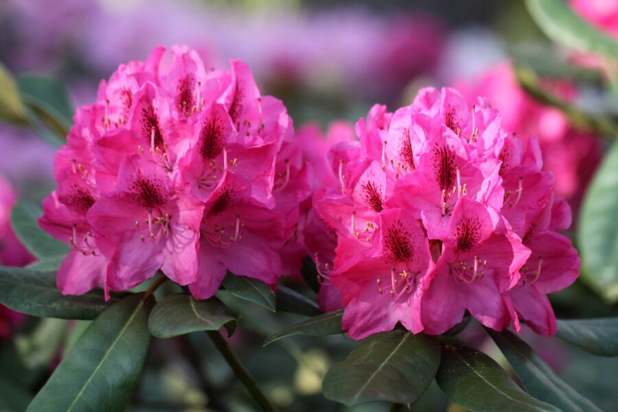 'Enzo Ābele'