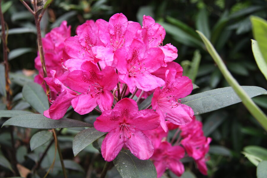 'Summer Rose'