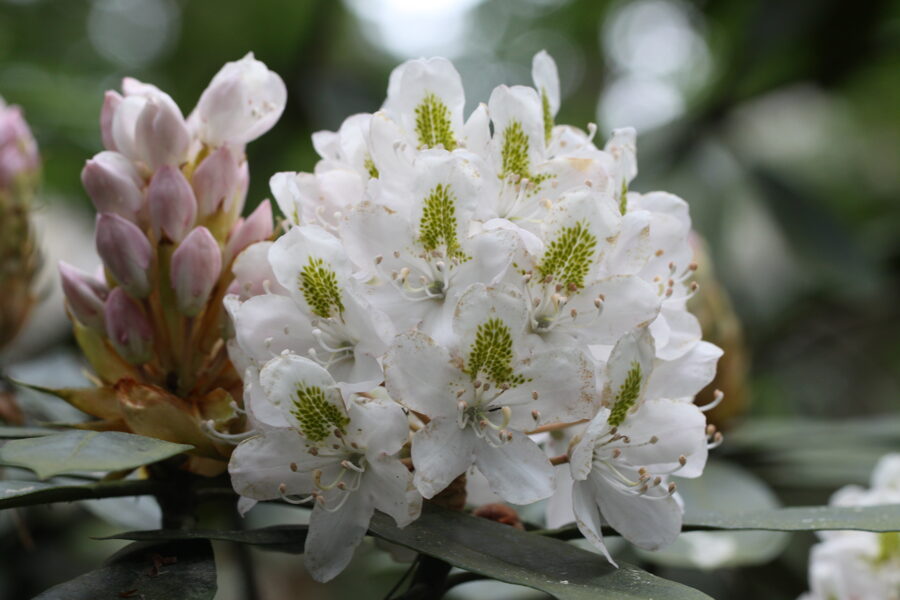 Rh. maximum Lielais rododendrs