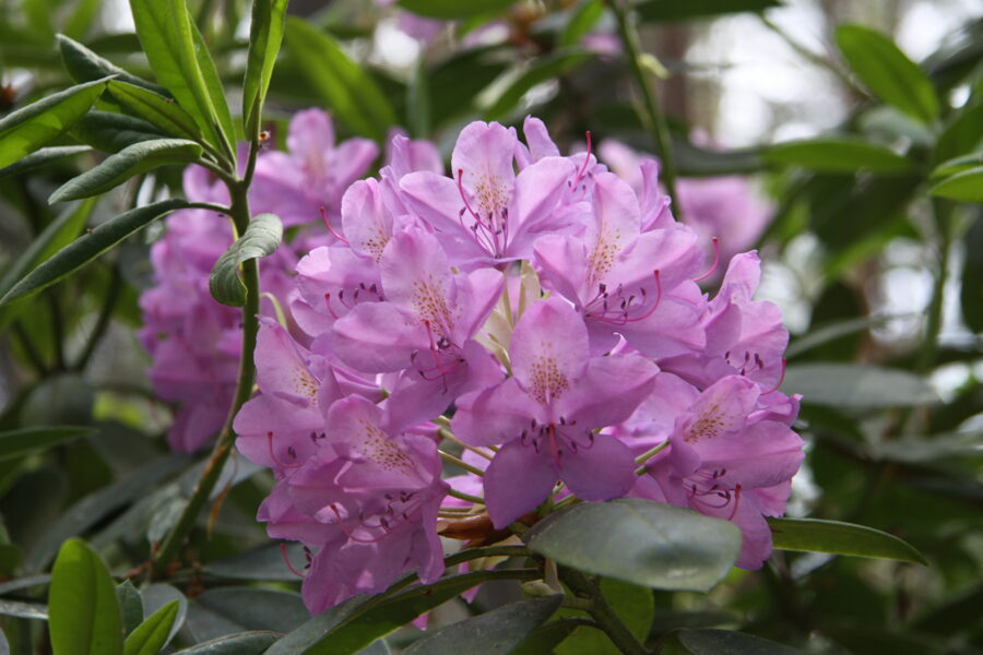 'Roseum Elegans'