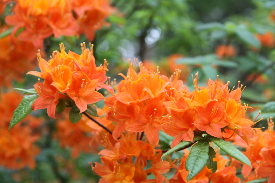 Rh. calendulaceum Kliņģerīšu rododendra oranžā forma