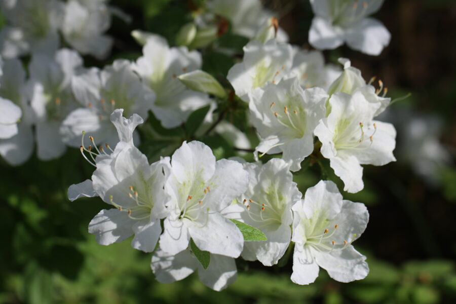 Rh. kaempferi Kempfera rododendra baltā forma