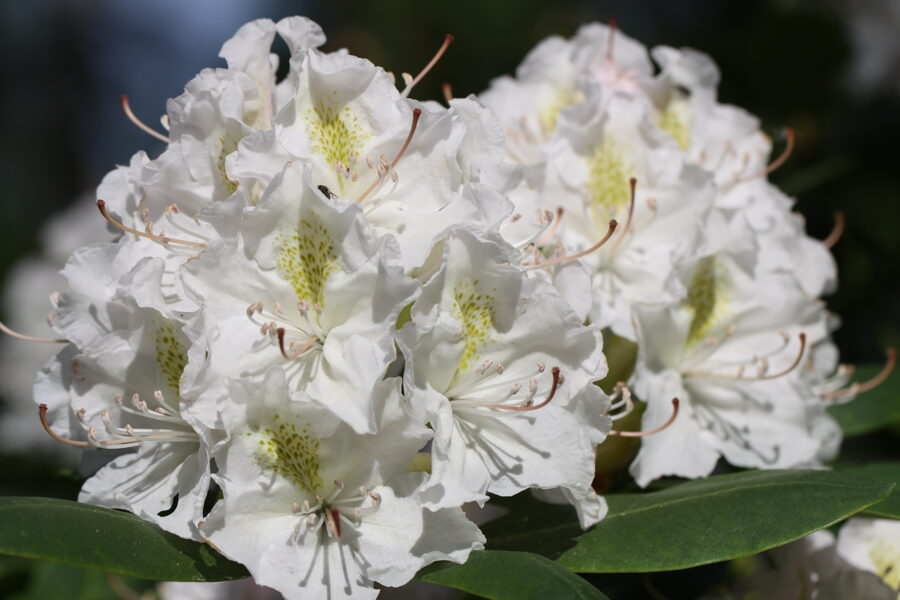 'Profesors Kondratovičs'