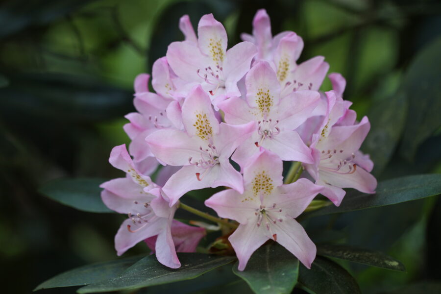 Elepidote rhododendrons Species