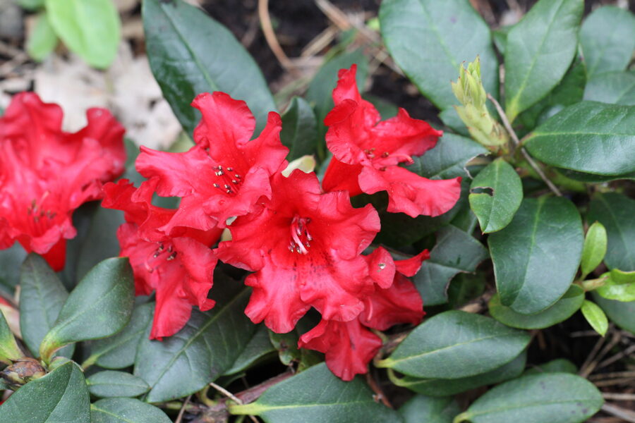 'Baden Baden'