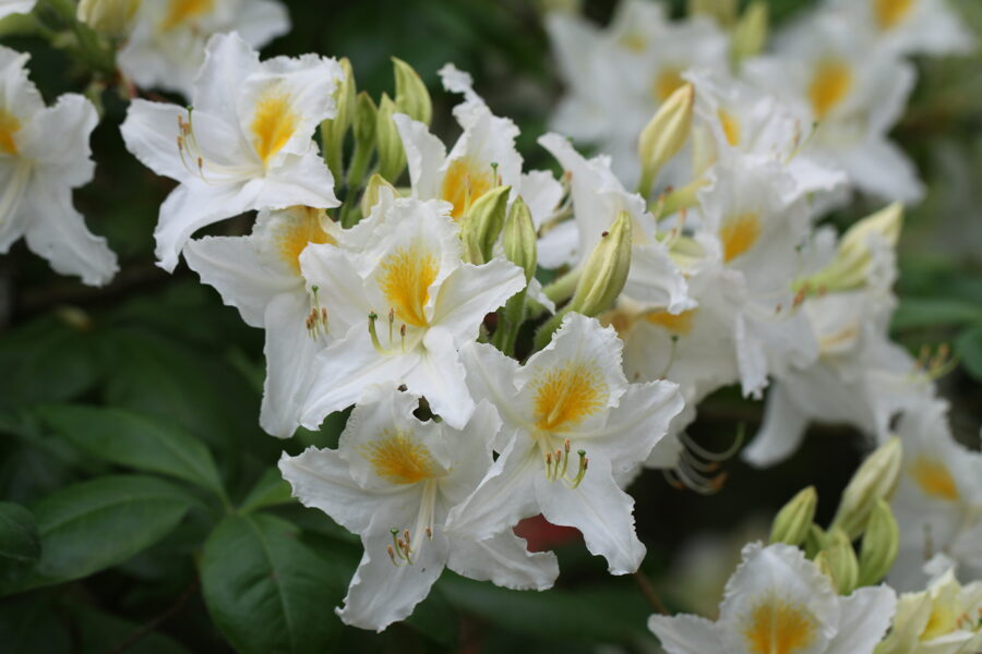 'Babītes Astra'