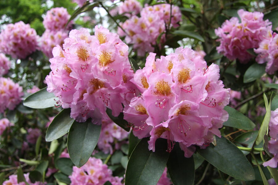 'Lita'